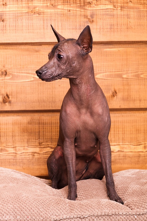 Xoloitzcuintli