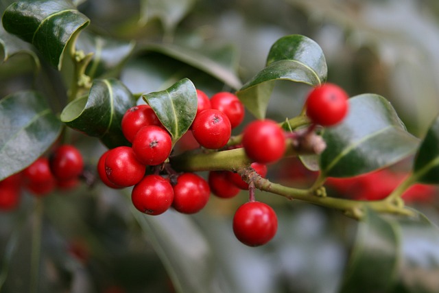 Ilex Paraguariensis (Yerba Mate Fruit)