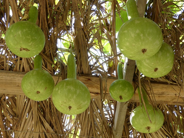 Ilex Guayusa Fruit