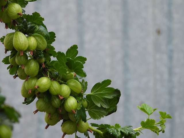 Kakronda (Himalayan Gooseberry)