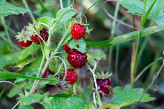 Meadow Berry